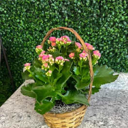 Pink flowering plant in a wicker basket