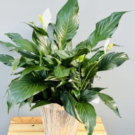 Sympathy Plants
