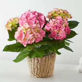 Pink hydrangea arrangement in a woven basket planter