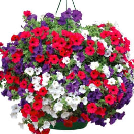 CLASSIC PETUNIA 6 HANGING BASKET