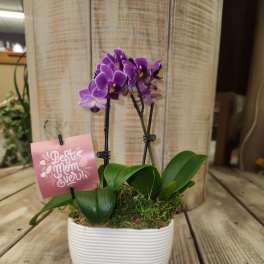 Mini Orchid Planter