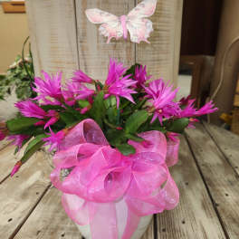 6" spring cactus planter