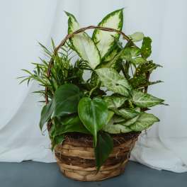 Basket Garden 8in