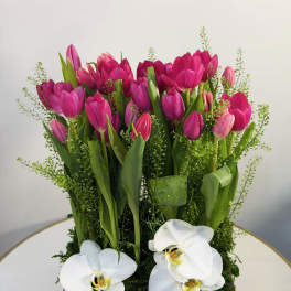 Elegant Tulip & Orchid Garden