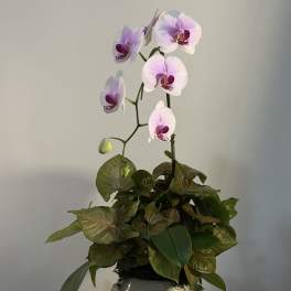 Orchid Elegance