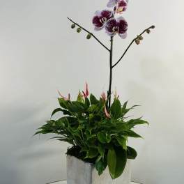 Orchid Serenity Garden