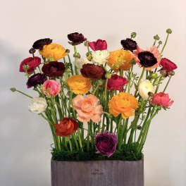 Color Garden
