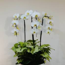 Elegant White Phalaenopsis Orchid
