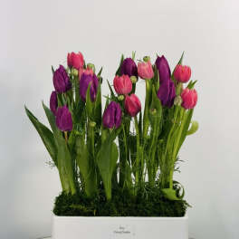 Spring Tulip