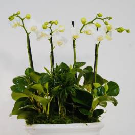 Luxury White Orchid Garden – Signature Collection