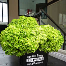 Emerald Green Hydrangea Box