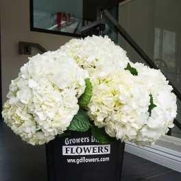 White Hydrangea Premium Box