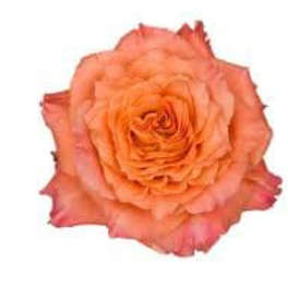 Free Spirit (24 Stems) Bunch