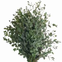Gunni Eucalyptus Bunch