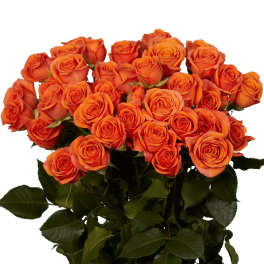 Orange Spray Roses