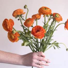 ORANGE RANUNCULUS