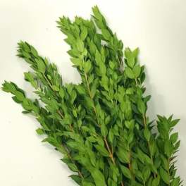 MYRTLE BUNCH