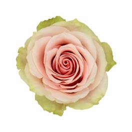 Single pale pink rose bloom with green-tinted outer petals