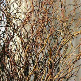 Curly Willow Bunch