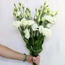 White Lisianthus