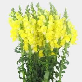YELLOW SNAPDRAGONS