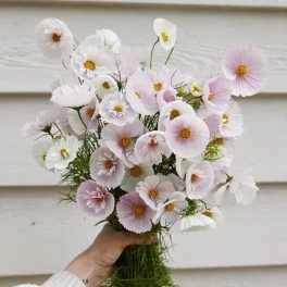 Handheld bouquet of pale pink and white cosmos flowers