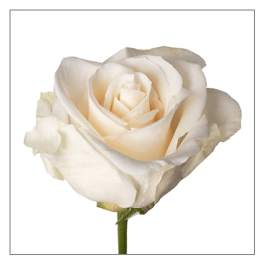 Single white rose bloom on a stem against a white background