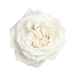 Single white rose bloom on a white background