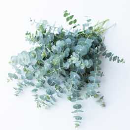 Baby Blue Eucalyptus Bunch