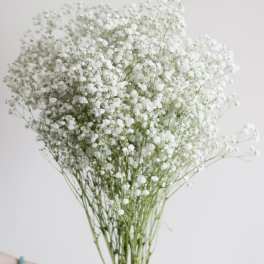 Cluster of tiny white baby's breath flowers on long stems