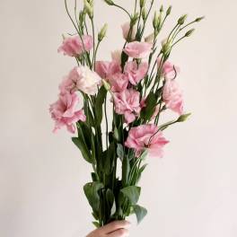 Handheld bouquet of pink lisianthus flowers with long stems