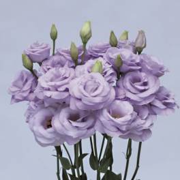Lavender Lisianthus