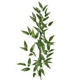 Italian Ruscus (5 Stems)
