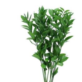 Israelí Ruscus Bunch