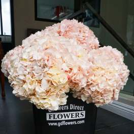 Blush Pink Hydrangeas Box