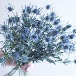 Blue Thistle Bunch