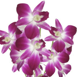 Bombay Dendrobium Orchid