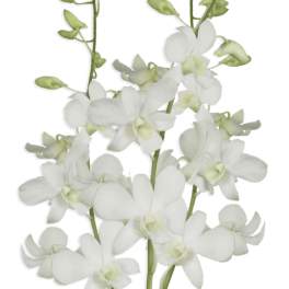 White Dendrobium Orchid