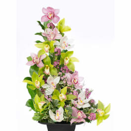 Cymbidium