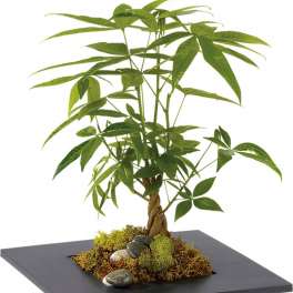 Money tree plant with braided trunk in a low black square planter with moss and stones