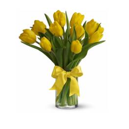 Sunny Yellow Tulips