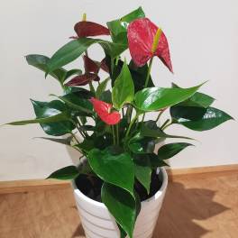 Potted anthurium plant with red blooms in a white ceramic pot