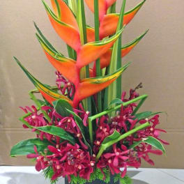 Modern tropical