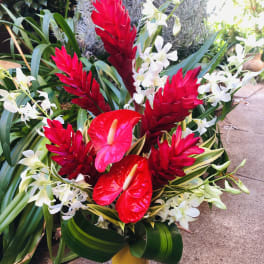 Bamboo Blooms (NATIONAL SHIPPING)