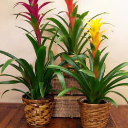 Decorative bromeliad