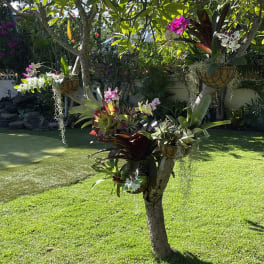 Orchid garden package and installation