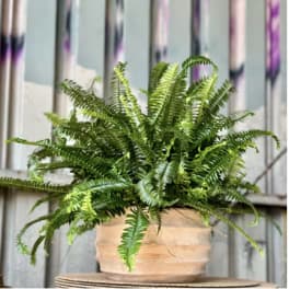 FERN ME!