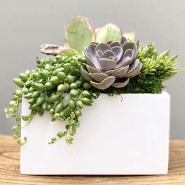 SUCCULENT SYMPHONY