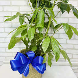 Amante Schefflera Plant