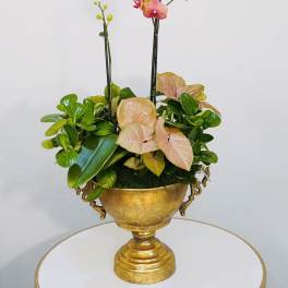 Golden Sunset Orchids